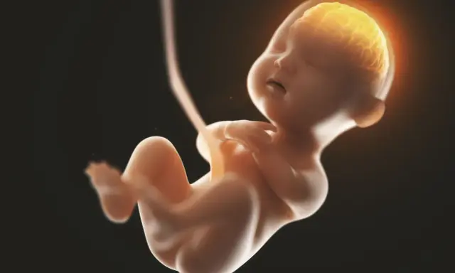 Płód w 5 miesiącu ciąży, z widocznym, świecącym mózgiem. Rozwój jest fascynujący.
