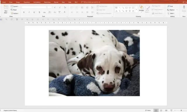Un cucciolo di dalmata, con il suo manto maculato, riposa su una coperta blu. La crop fotografia cattura la sua espressione dolce e assonnata.