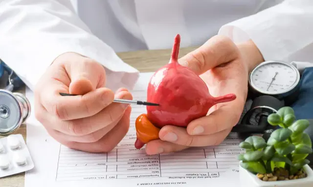 Lekarz omawia model pęcherza, wyjaśniając problemy związane z pęcherzem neurogennym. Obok leżą stetoskop i ciśnieniomierz.