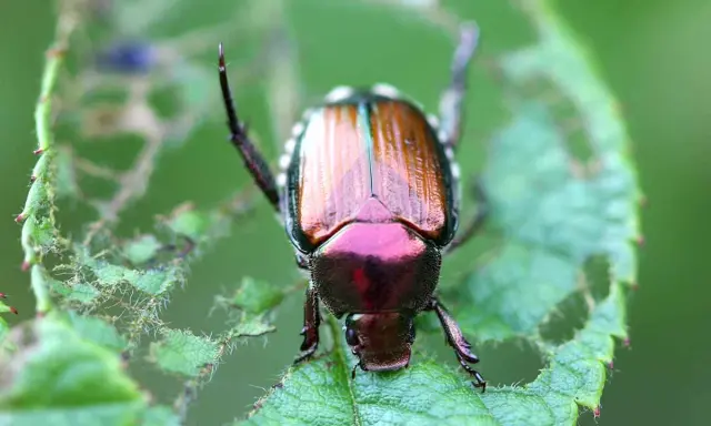 A metallic green and copper false Japanese beetle perches on a damaged green leaf, its iridescent shell gleaming.