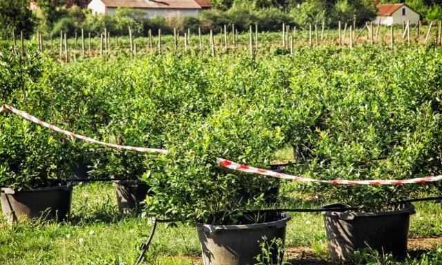 Reihen von jungen Heidelbeerpflanzen in großen Töpfen auf einem Feld. Ein rotes und weißes Absperrband markiert den Bereich. Der Heidelbeere Standort ist gut gepflegt.