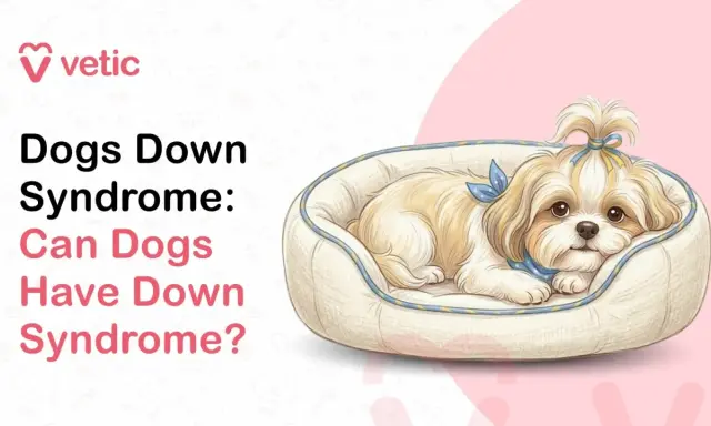 Ilustracja psa rasy shih tzu leżącego w legowisku, z kokardką na głowie.