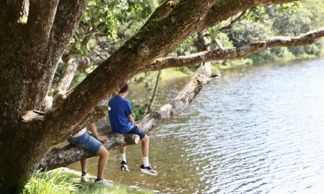 Dos niños disfrutan de un día soleado en Irlanda, sentados en una rama de árbol junto a un lago.