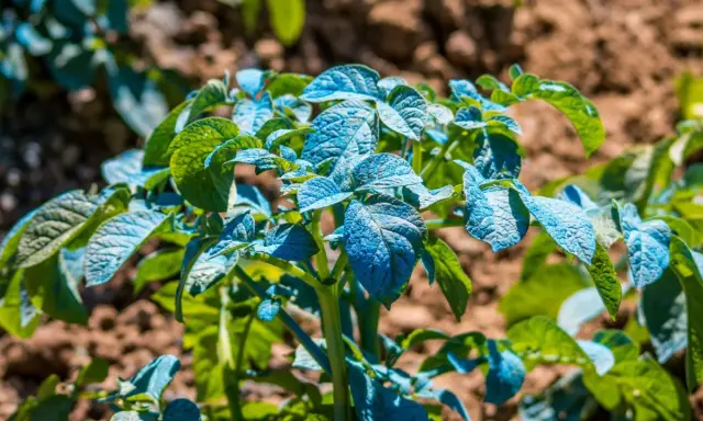Plantes de pommes de terre traitées à la bouillie bordelaise, leur composition bleue protégeant les feuilles vertes contre les maladies.