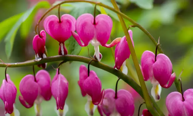 A cluster of bright pink flowers, each shaped like a delicate heart, hang from a green stem.