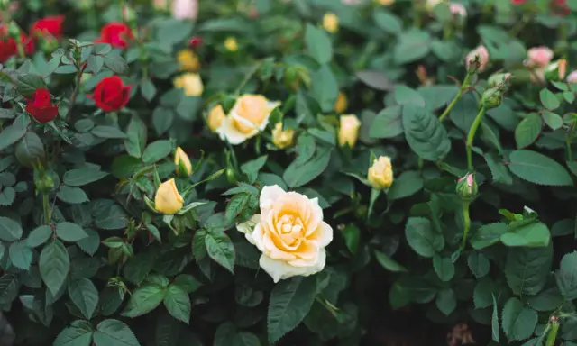 A bush of mini rose plants with red and yellow blooms and green leaves.
