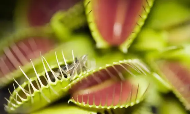 Dionaea muscipula, czyli kwiat na muchy, zamyka swoje pułapki, łapiąc owada. Zielone liście z czerwonym wnętrzem i ząbkami tworzą groźną dla muchy scenę.