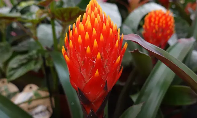 Jasna, ognista guzmania. Dowiedz się, jak dbać o tę egzotyczną piękność, by cieszyć się jej barwami.