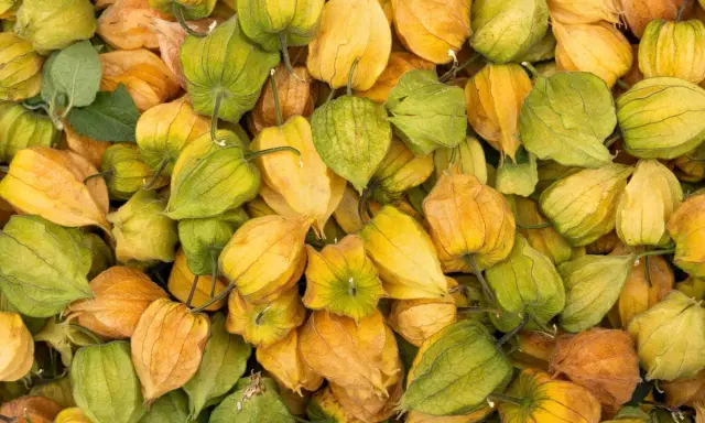 Ein Haufen Physalis, die mit ihren papierartigen Hüllen in Gelb- und Grüntönen leuchten. Diese kleinen Früchte sind nicht nur optisch ansprechend, sondern auch sehr gesund.