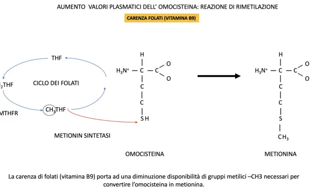 Schema del ciclo dei folati e conversione omocisteina-metionina. La mutazione MTHFR in omozigosi può influenzare questo processo.