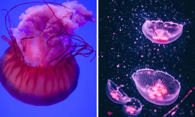 Due diversi tipi di meduse: una grande rosa su sfondo blu e altre più piccole e trasparenti su sfondo scuro.