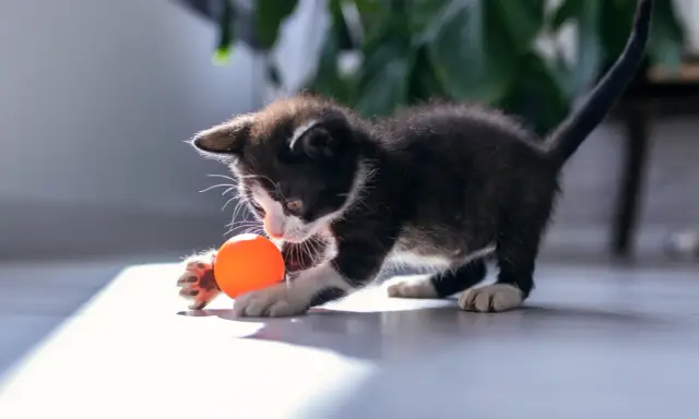 En lekfull kattunge med en orange boll. Denna kattmynta-älskande kattunge är redo för bus.