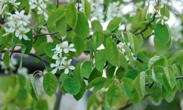 Zarte weiße Blüten und grüne Blätter der Felsenbirne im Frühling. Ein leichter Wind lässt die Zweige tanzen, bereit für den Schnitt.