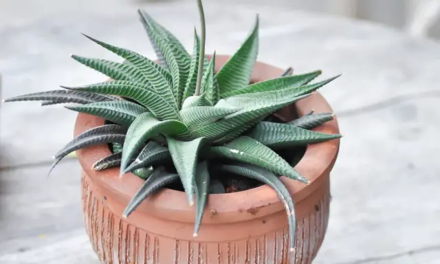 Haworthia limifolia w glinianej doniczce, z charakterystycznymi, prążkowanymi liśćmi tworzącymi rozetę.