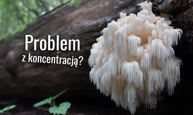 Soplówka jeżowata, znana ze swojego niezwykłego wyglądu, może wspierać koncentrację.