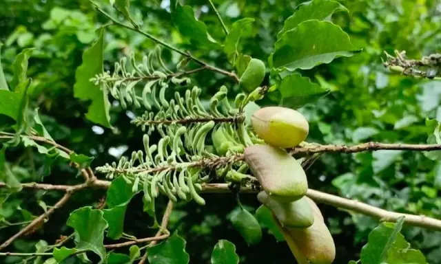 Gousses de griffonia, source de 5-HTP, reconnue pour ses bienfaits sur l'humeur et le sommeil.
