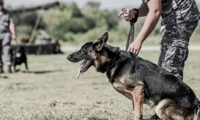 Owczarek niemiecki z wywieszonym językiem, szkolony przez żołnierza. Pies reaguje na raka, wyczuwając go z niezwykłą precyzją.