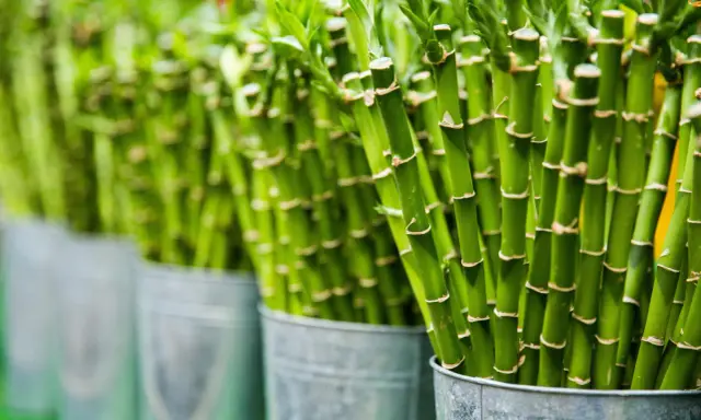 Filas de cañas verdes de plantas de la suerte en cubos metálicos, con enfoque en las cañas y sus nudos.