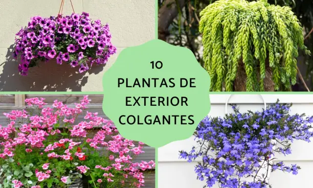 Cuatro tipos de plantas colgantes exterior: petunias moradas, cola de burro verde, reina rosada y lobelia azul.