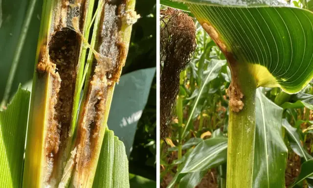 Close-up of a corn stalk hollowed out by a corn borer larva. Another image shows damage to the stalk and leaves, with evidence of the pest.