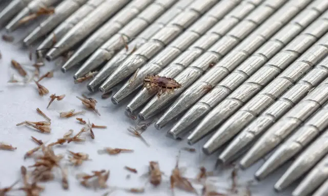 Un pettine metallico con denti ravvicinati mostra uova di pidocchi morte e detriti.