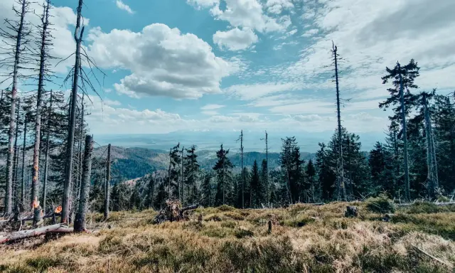 Widok z lasu na góry i niebo z chmurami.