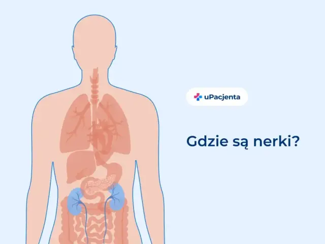Anatomia człowieka z zaznaczonymi nerkami. Ilustracja pomaga zrozumieć lokalizację narządów, gdy odczuwamy ból nerek.