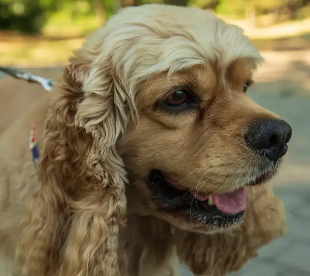 Uroczy cocker spaniel na spacerze. Zastanawiasz się nad cocker spaniel cena? Ten piesek jest wart każdej ceny!