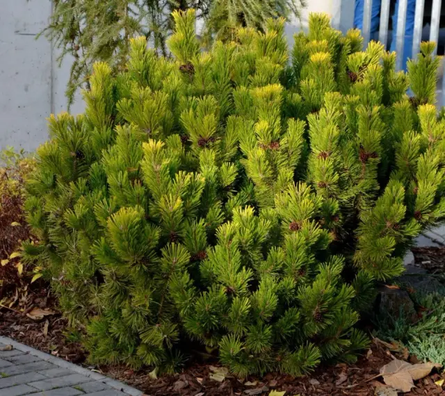 Gęsty krzew sosny odmiany Pinus mugo 'Mops' z licznymi szyszkami, otoczony korą i kamieniami.