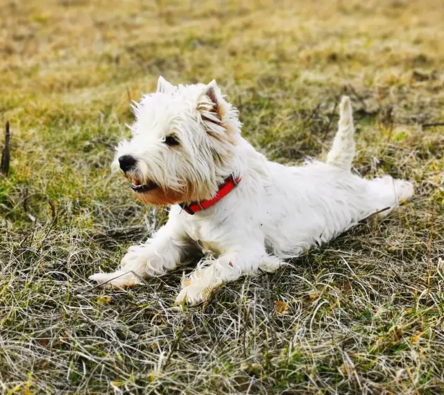 Westie piesek w czerwonej obroży leży na trawie. Szukasz informacji o west pies cena?