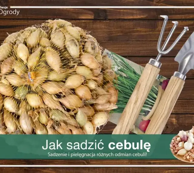 Siatka pełna cebulek dymek gotowych do sadzenia, obok mała łopatka i grabki. Czas na sadzenie cebuli!