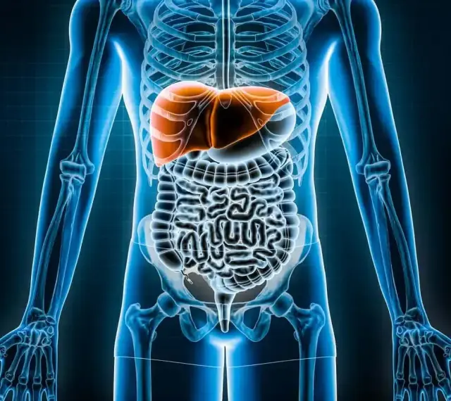 Anatomia człowieka, gdzie jest wątroba. Pomarańczowa wątroba widoczna nad jelitami w niebieskim szkielecie.