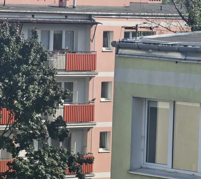 Ptak na balkonie bloku. Czy nowe przepisy o balkonach i tarasach podniosą opłaty na fundusz remontowy?