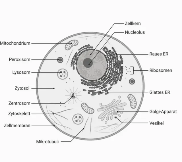 Schematische Darstellung einer Zelle mit Zellkern, Mitochondrien, ER, Golgi-Apparat und weiteren Organellen.