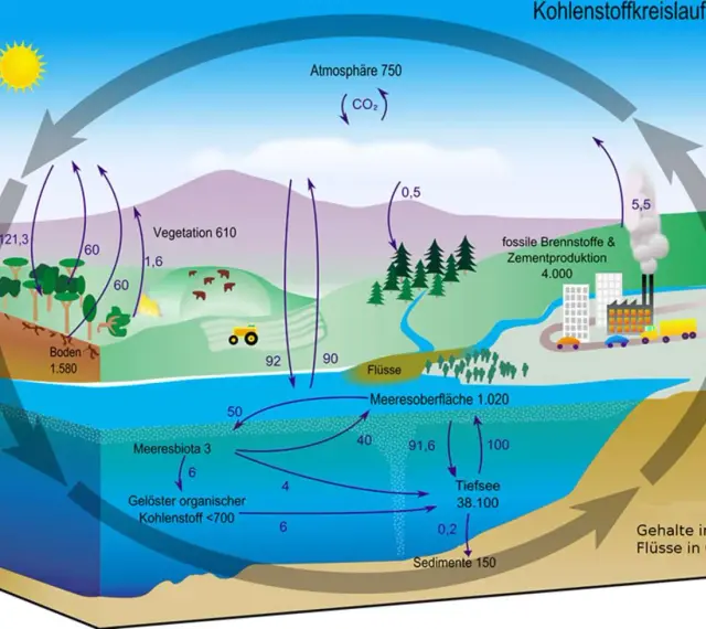 Der Kohlenstoffkreislauf zeigt, wie Kohlensäure zwischen Atmosphäre, Vegetation, Böden, Meeren und fossilen Brennstoffen zirkuliert.