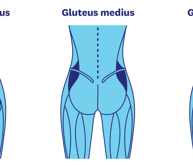 Illustration av gluteus maximus, medius och minimus muskler. Träna för en fastare rumpa på 3 veckor med rätt övningar.