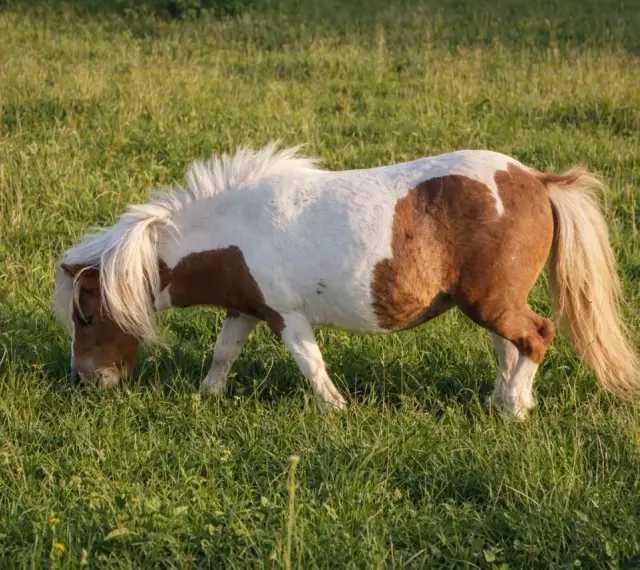 Poney Shetland pie, en pleine fourbure dans une prairie verdoyante. Sa crinière blanche flotte au vent tandis qu'il broute paisiblement.