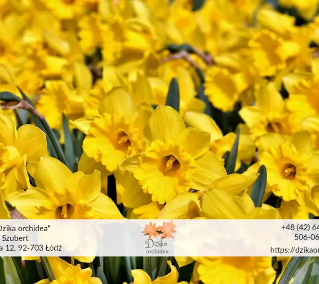 Wiosenny bukiet żółtych żonkili i narcyzów. Kwiaty z kwiaciarni "Dzika orchidea" w Łodzi.