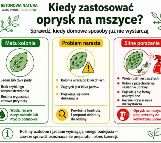 Kiedy domowe sposoby na mszyce zawodzą? Infografika pokazuje, jak rozpoznać małą kolonię, problem narastający i silne porażenie, sugerując odpowiednie metody walki.