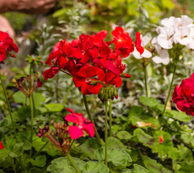 Czerwone i białe pelargonie, idealne kwiaty na balkon zachodni, kwitną w słońcu.