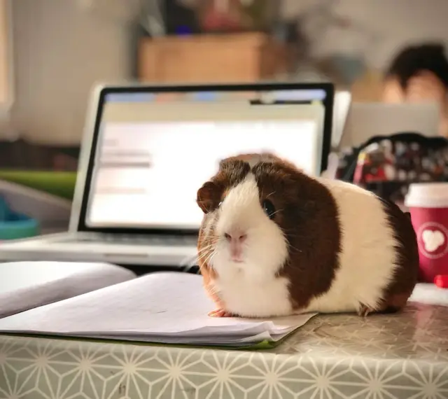 Urocza, domowa świnka morska siedzi na zeszycie obok laptopa, jakby pomagała w nauce.