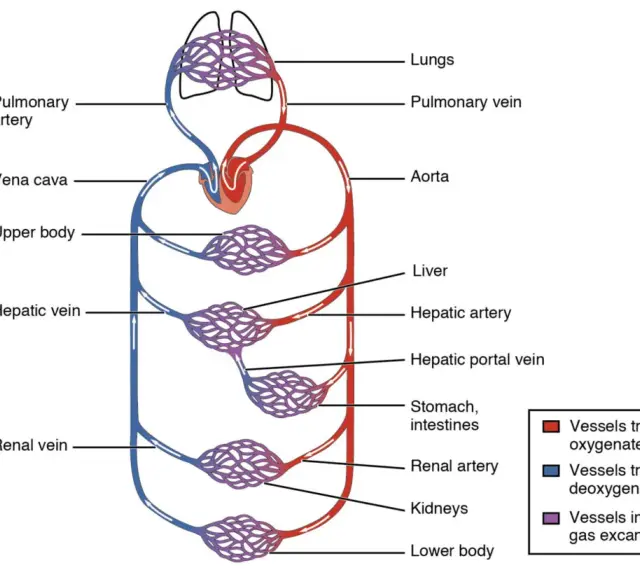 Schema des Herz-Kreislauf-Systems: Lungen, Herz, Aorta, Leber, Nieren, Magen, Darm und Körperteile. Rote Gefäße transportieren sauerstoffreiches, blaue sauerstoffarmes Blut.