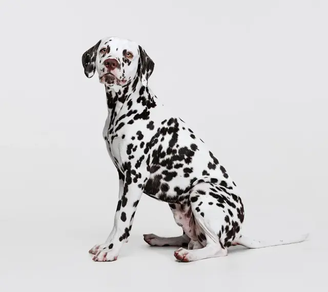 Uroczy dog o białej sierści w czarne cętki, siedzący na białym tle.
