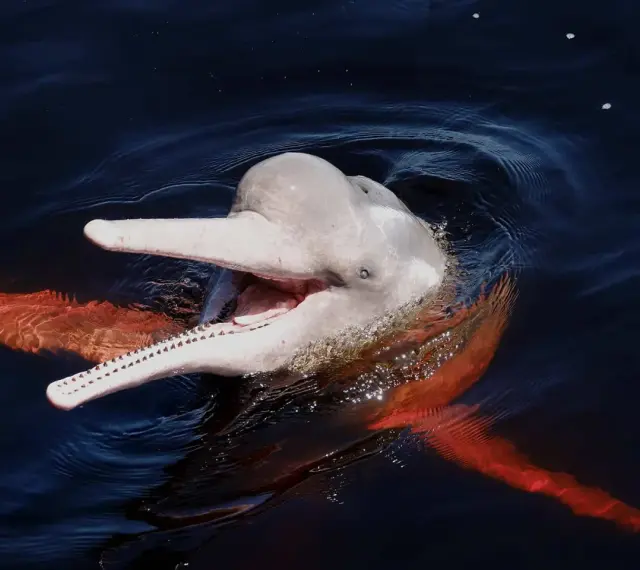Różowy delfin z Amazonki wynurza się z ciemnej wody, otwierając pysk w uśmiechu. Jego płetwy mienią się w słońcu.