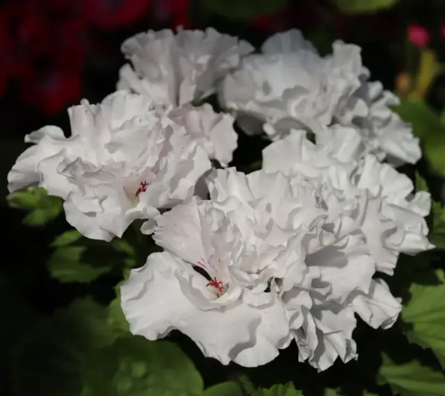 Kwitnące białe pelargonie, z delikatnymi różowymi akcentami, zachwycają. Czy pelargonia jest wieloletnia? Tak, przy odpowiedniej pielęgnacji może cieszyć oko przez lata.