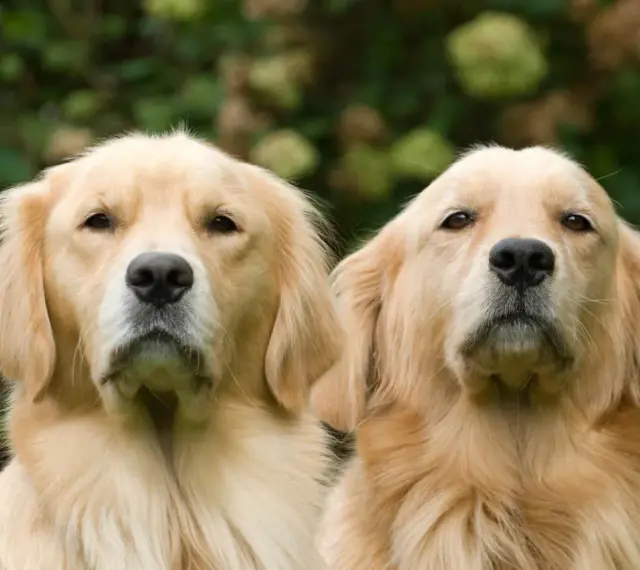 Dwa urocze szczenięta golden retriever patrzą w obiektyw, otoczone zielenią.