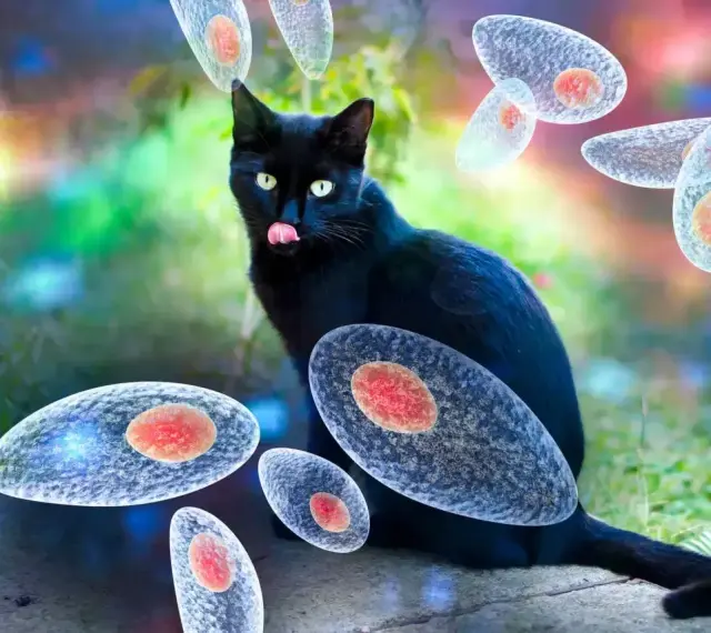 Czarny kot otoczony przez pasożyty Toxoplasma gondii. Obraz ilustruje toksoplazmozę u kota.