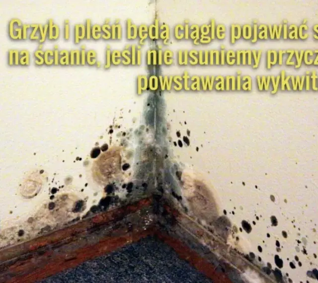 Widok narożnika ściany z widocznym grzybem i pleśnią. Konieczne odgrzybianie ścian, by zapobiec nawrotom wykwitów.