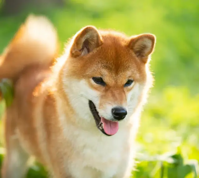 Szczęśliwy pies rasy Shiba Inu, jeden z spokojnych psów średniej wielkości, cieszy się słońcem na zielonej łące.