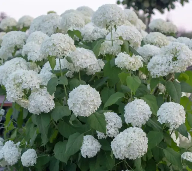 Krzew pełen białych, kulistych kwiatów, typowych dla odmiany hortensji anabelle.